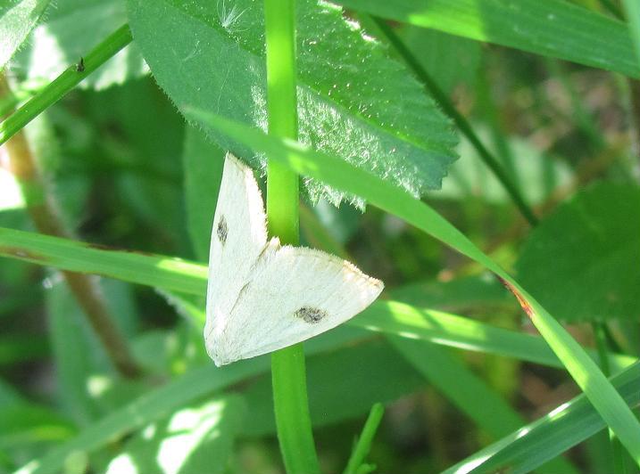 Altra falena da ID - Rivula sericealis